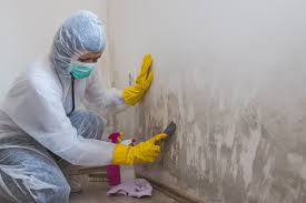  Palisade, CO Mold Removal Pros